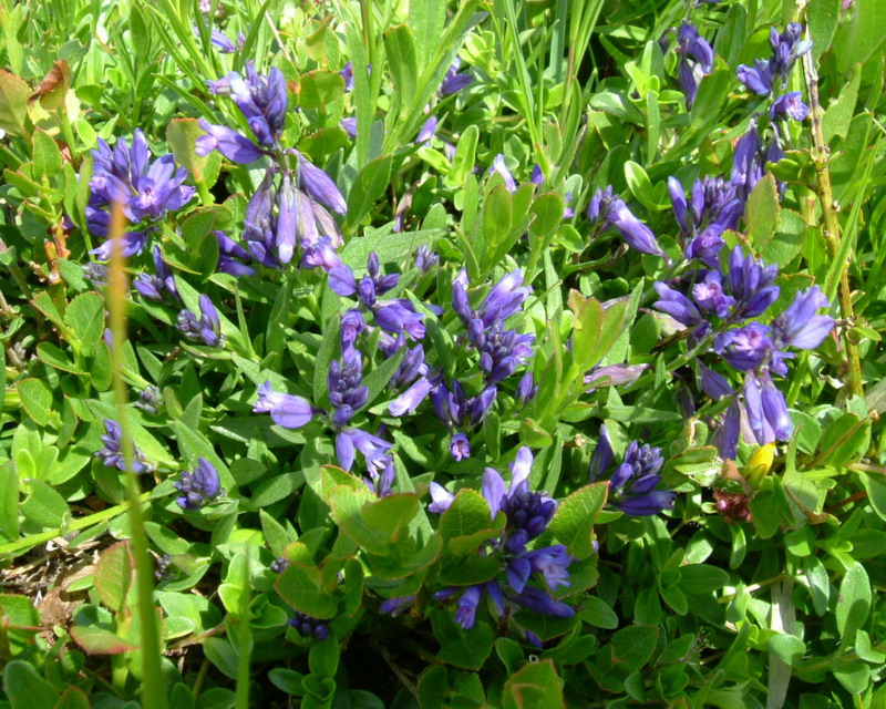 Polygala Viola??